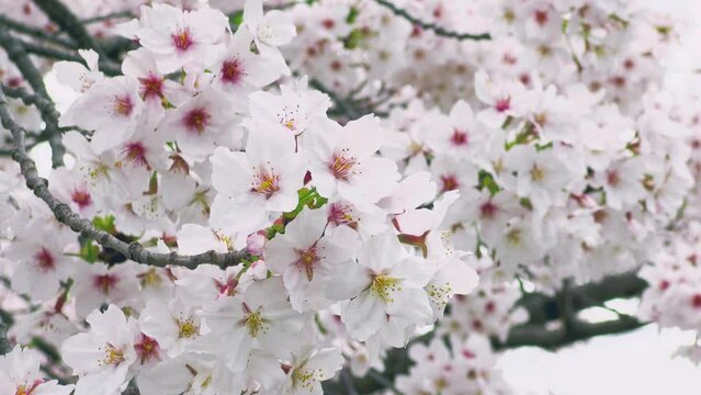 Cherry blossoms in full bloom swinging in the wind. A scene of spring time in Japan. Yoshino cherry tree. fix.