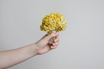 Herbal tea, oil, alternative medicine and treatment concept. Blossom yellow flower helichrysum in female hand - obrazy, fototapety, plakaty
