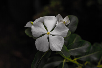 beauty white flower