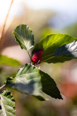 Amora no pé rodeado de flores macro