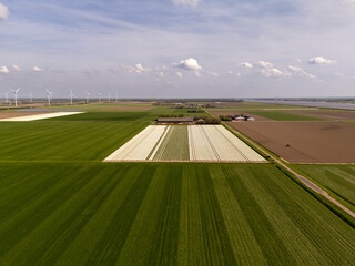 Aerial View: White Tulip Fields in Dutch Flower Bulb Region