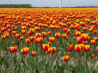 Colorful Canvas: Orange Tulip Flower Fields in the Netherlands