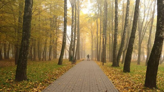 janitor sweeps fallen leaves in a beautiful autumn foggy city park