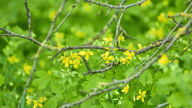Chelidonium majus, greater celandine, is perennial herbaceous flowering plant in poppy family Papaveraceae. One of two species in the genus Chelidonium, it is native to Europe and western Asia.