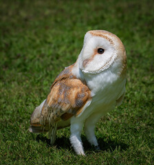 barn owl on grass perched