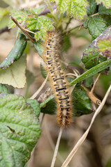 Oak Eggar caterpillar aka Lasiocampa quercus. UK. - 786342345