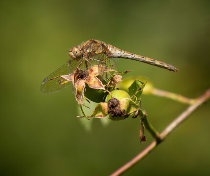 dragonfly on bramble