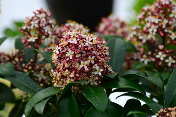 スキミア（ミヤマシキミ深山樒）