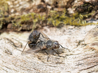 Flies mating in spring sunshine. UK. - 786342795