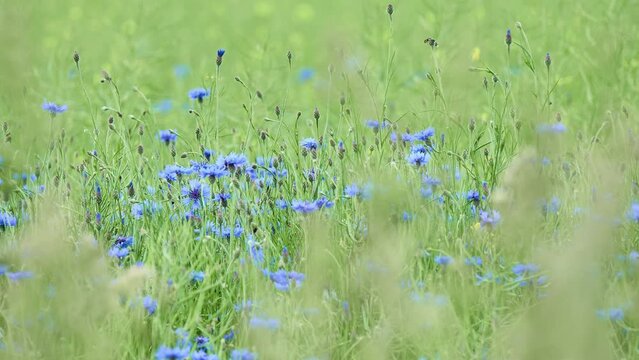 Cornflower field. Centaurea cyanus, commonly known as cornflower or bachelor's button, is an annual flowering plant in the family Asteraceae native to Europe.