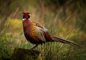 pheasant in the wild
