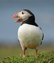 puffin on a cliff