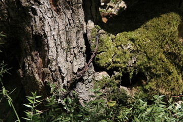 moss on tree