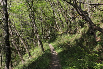 footpath in the woods