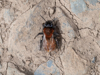 Andrena fulva - Tawny mining bee - 786343527