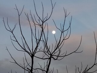 Dead tree in a dawn environment with full moon