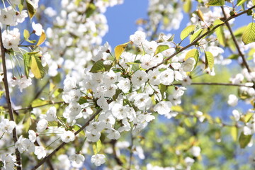 white cherry blossom flowers