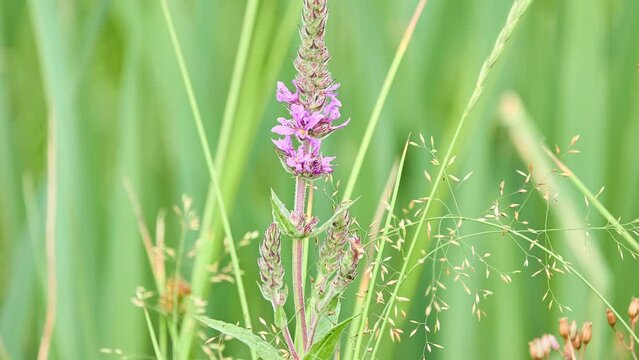 Lythrum salicaria or purple spiked loosestrife is flowering plant belonging to family Lythraceae. It should not be confused with plants sharing name loosestrife that are members of family Primulaceae.