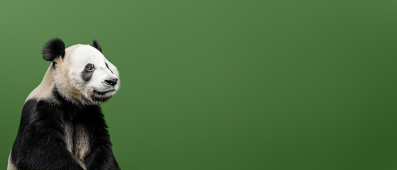 Unique composition with a panda's face obscured by a blur effect on a uniform green background