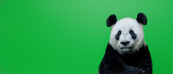 Naklejka premium This striking image captures the serene face of a panda with its distinctive black and white fur set against a vivid green backdrop