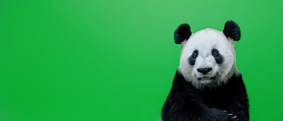 Fototapete This striking image captures the serene face of a panda with its distinctive black and white fur set against a vivid green backdrop © Fxquadro