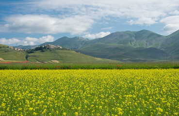 A beautiful view of medieval village of Castelluccio di Norcia in the yellow flowers of lentils, Umbria region, Italy