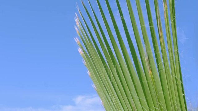 tropical leaf African Sabal fan palm gracefully sways on blue sky close-up, natural beauty tropics, transcendence tropical background, banner for travel agencies, hotels, airlines, food and beverages