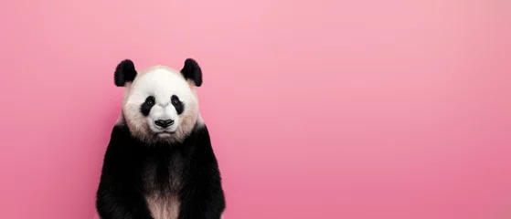 Foto op Plexiglas A thoughtful panda bear appears pensive against a minimalist pink backdrop, highlighting its captivating charm © Fxquadro