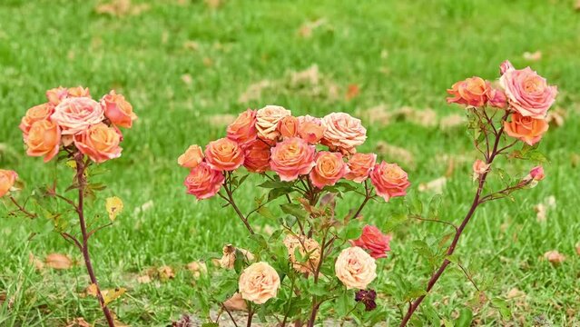 Rosa gallica, Gallic rose, French rose, or rose of Provins, is flowering plant in rose family, native to southern and central Europe eastwards to Turkey and Caucasus.