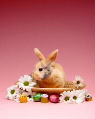 Bunny in easter basket with white flowers on pink