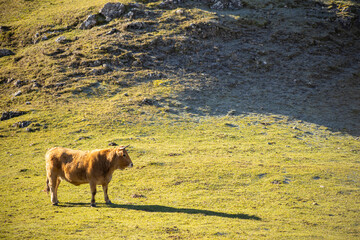 cow in freedom on sunny winter day in León province, Spain