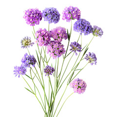 Obraz premium Purple Petal Parade: Assortment of Beautiful Purple Flowers from Various Breeds Isolated on Transparent Background