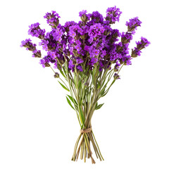 Naklejka na ściany i meble Purple Petal Parade: Assortment of Beautiful Purple Flowers from Various Breeds Isolated on Transparent Background