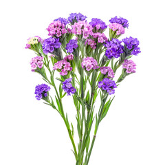 Obraz premium Purple Petal Parade: Assortment of Beautiful Purple Flowers from Various Breeds Isolated on Transparent Background