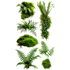 Vibrant Greens: Set of Beautiful Herbs and Shrubs Isolated on Transparent Background