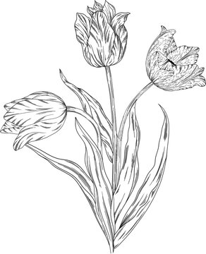 Hand drawn tulips with leaves