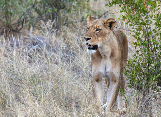 Lioness walking through the bush to camera