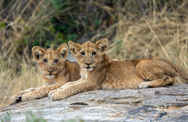 Two wild lion cubs sitting on a rock