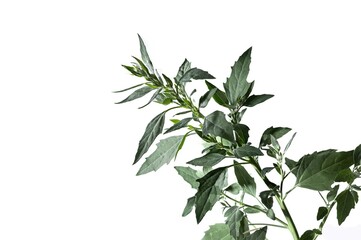 Chenopodium album plant isolated on white background, studio shot