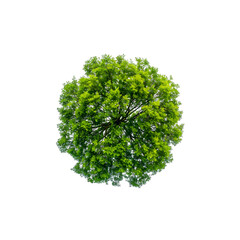 Aerial Perspective: Tree Seen from Above, Isolated on Transparent Background