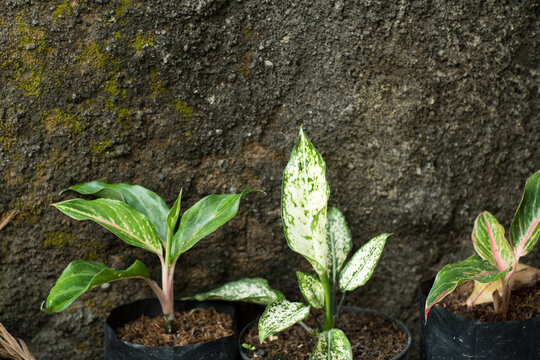 4 types of aglonema plants