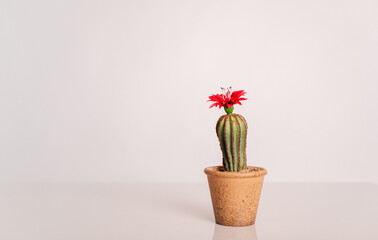 cactus in a vase