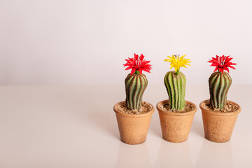 cactus in a pot
