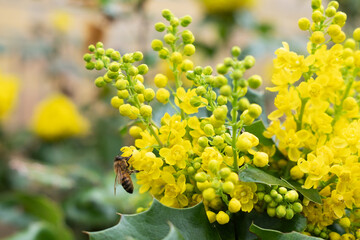 A bee pollinate yellow flowers of oregon grape shrub or holly-leaved barberry in springtime