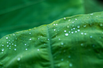 dew on Colocasia gigantea leaves