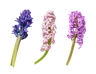 Set of colorful hyacinth flower isolated on white or transparent background