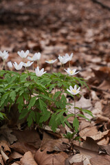 Beautiful blooming wood anemone early-spring flowers outdoors at spring day. Copy space for text