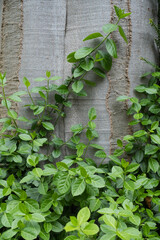 Background of Fortune's spindle or winter creeper, spring texture of green leaves and wooden 