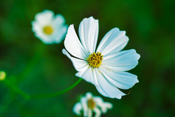 White and pink cosmos flower in cosmos field in garden with blurry background and soft sunlight for...