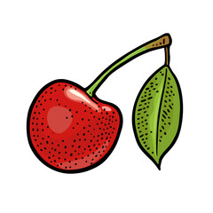 Whole cherry berry with leaf. Vector color vintage engraving illustration. Isolated on white background